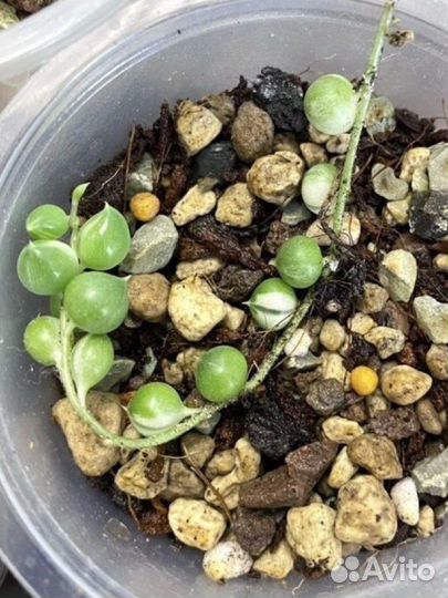 Крестовник Роули вариегатный, Оттона