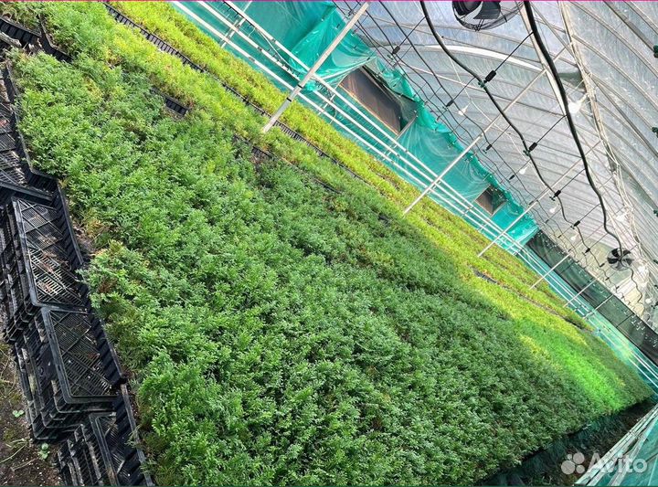 Саженцы туи Смарагд опт