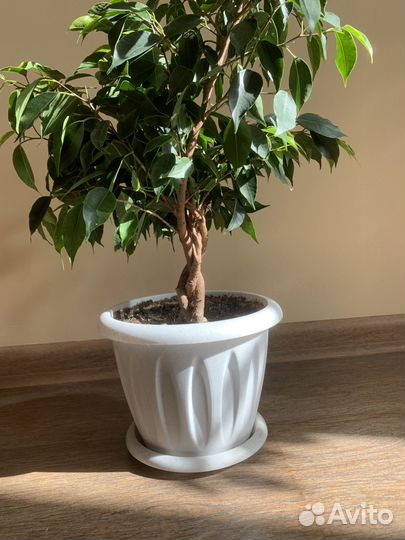 Фикус бенджамина