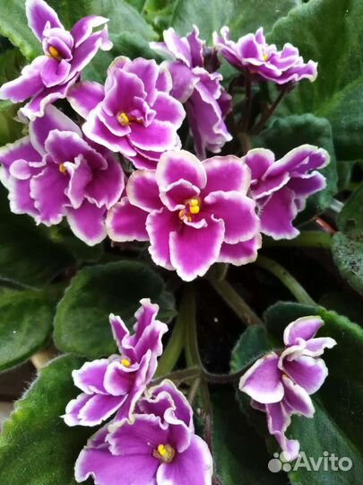 Фиалки разные