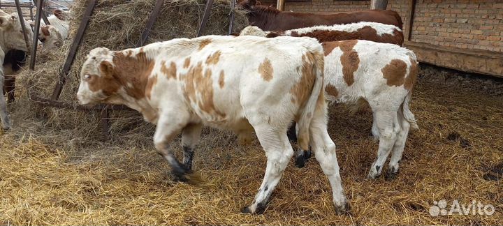 Бычки сементалы