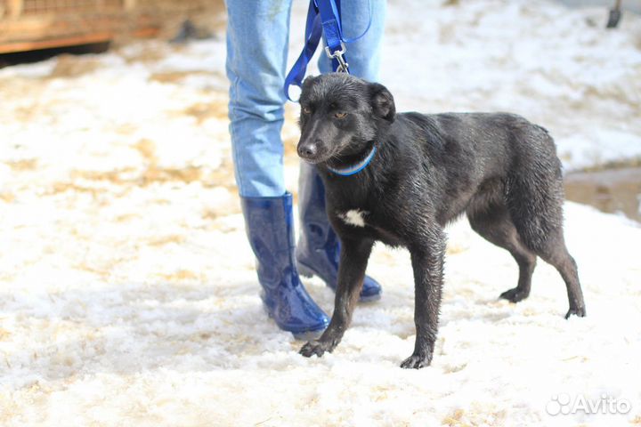 Поли ищет дом