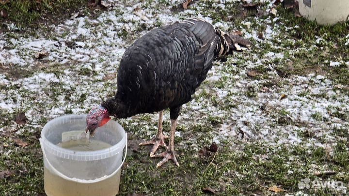 Индюки домашние