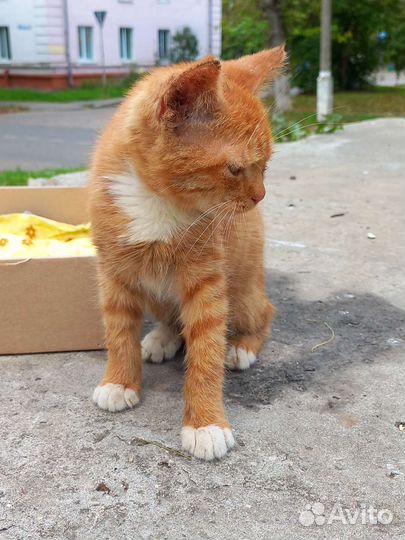 Кошка в дар
