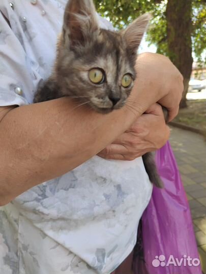 Кошка в дар бесплатно