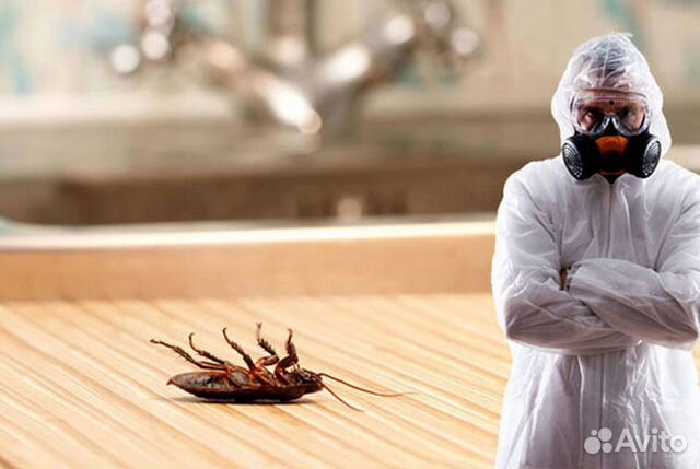 Уничтожение тараканов. Дезинфекция клопов, муравье