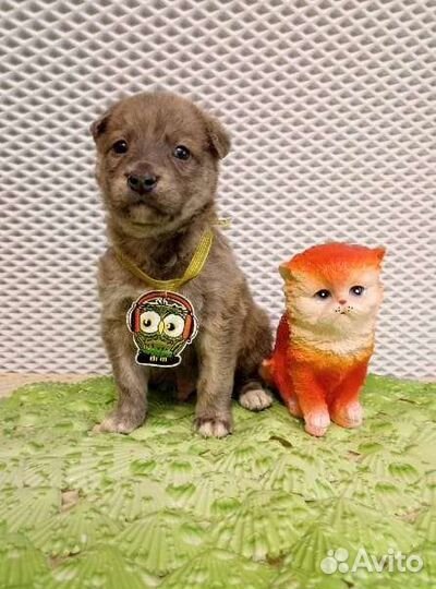 Очаровательные щенки в охрану