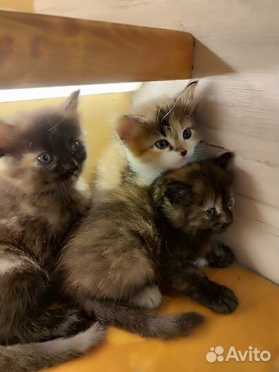 Котята в добрые руки