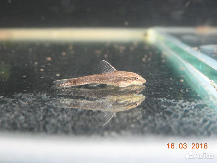 Отоцинклюс негрос (Otocinclus negros)