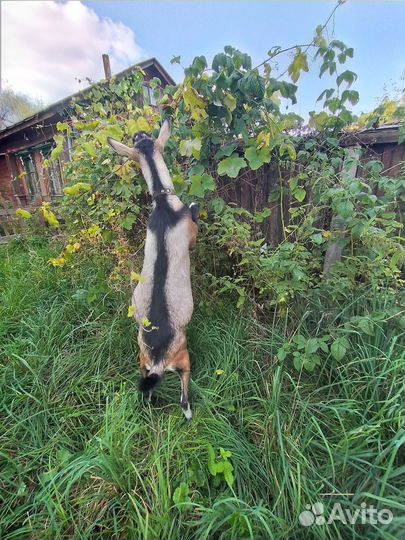 Козел альпиец чп