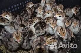 Цыплята, утята, гусята, цесарки,перепела,суточные