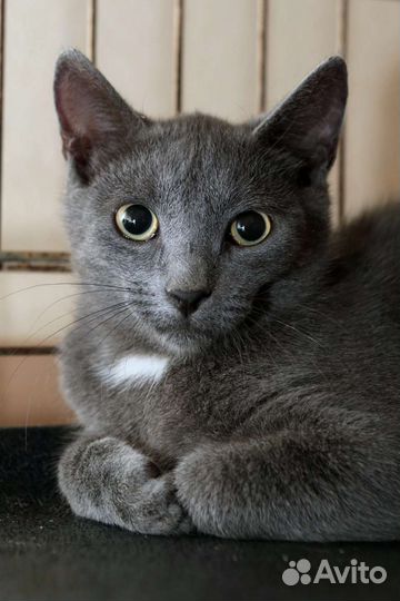 Сильвер 4 мес