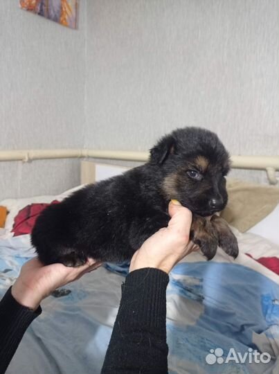 Немецкая овчарка