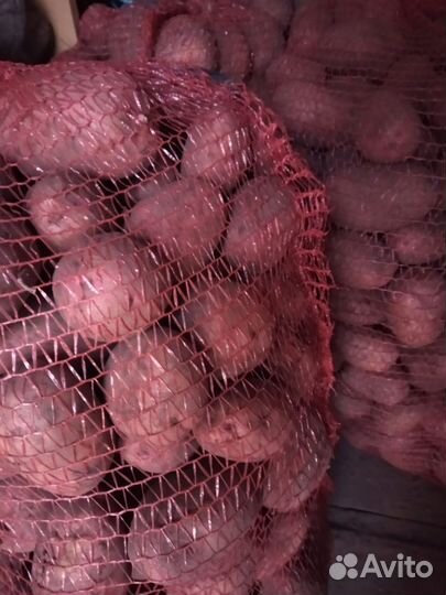 Продам картофель