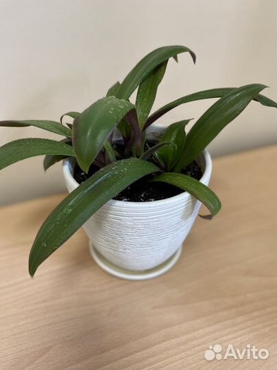 Цветок Рео с горшком