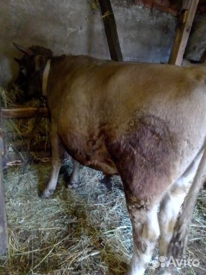 Продам бычков с откорма