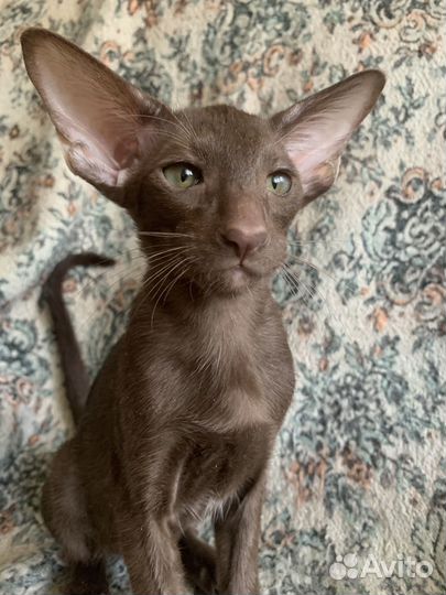 Ориентальные котята