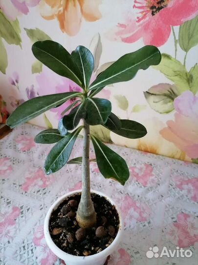 Адениум (роза пустыни)