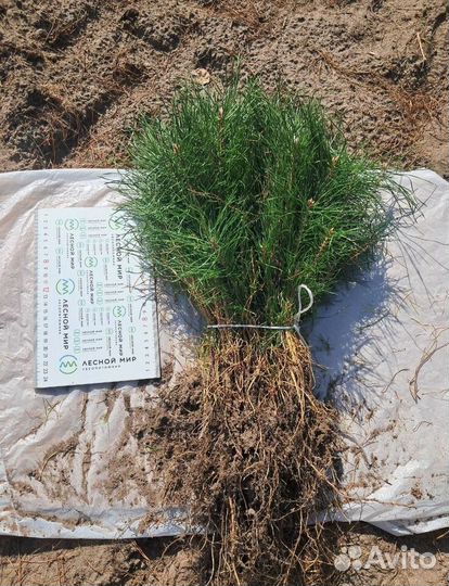 Сосна окс сеянцы зкс Ель