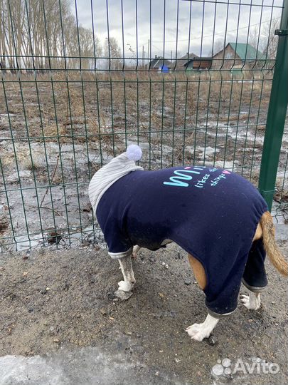 Осенний комбинезон для собак