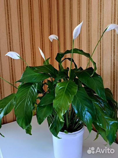 Спатифиллум