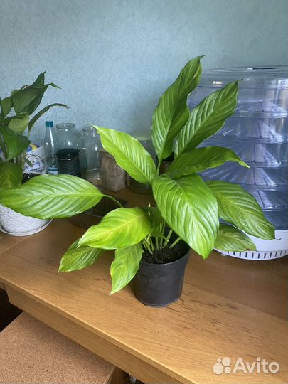 Спатифиллум