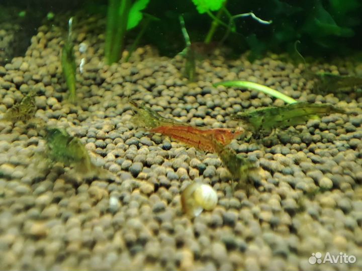 Аквариумные рыбки