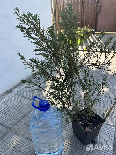 Можжевельник казацкий