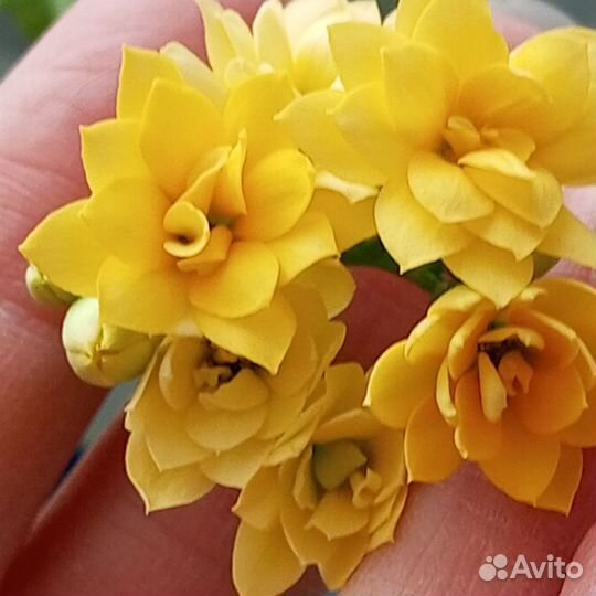 Каланхое цветущий