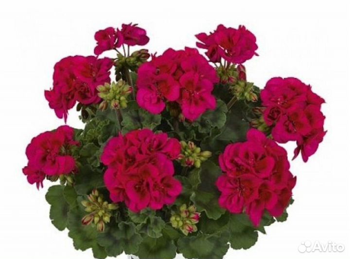 Герань пеларгония