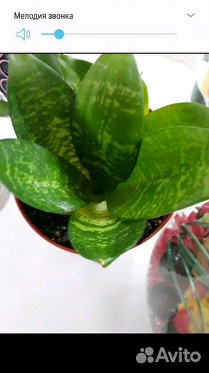 Санксевиерия