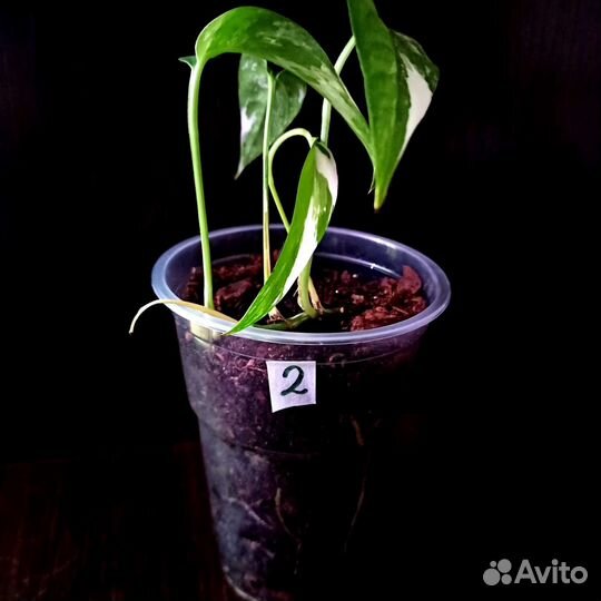 Эпипремнум пиннатум вайт