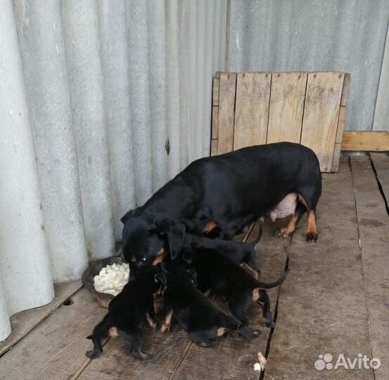 Щенки таксы