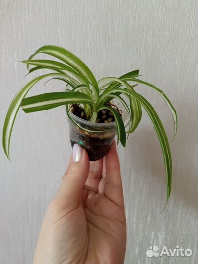 Хлорофитум Бони для дома