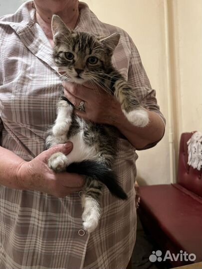 Кошка (котенок)