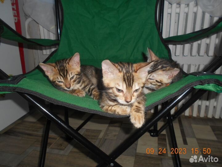 Бенгальские котята