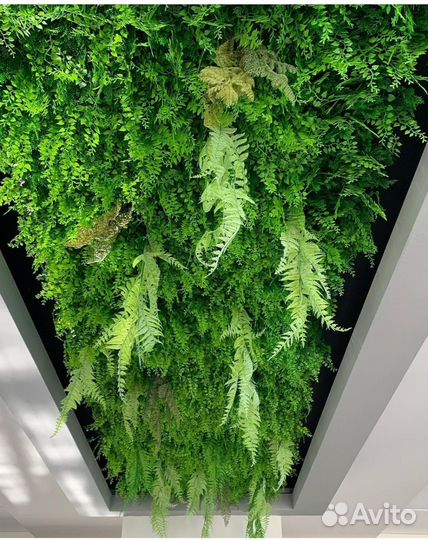 Потолочное озеленение, ампельные растения