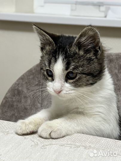 Кошечка в добрые руки