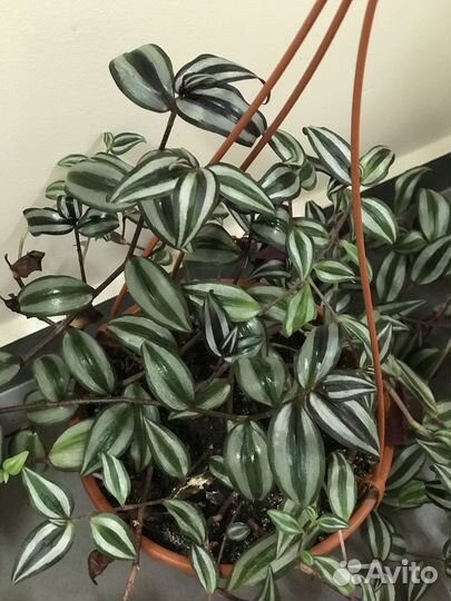 Традесканция зебрина