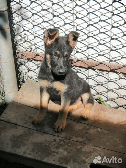 Собаки щенки немецкая овчарка