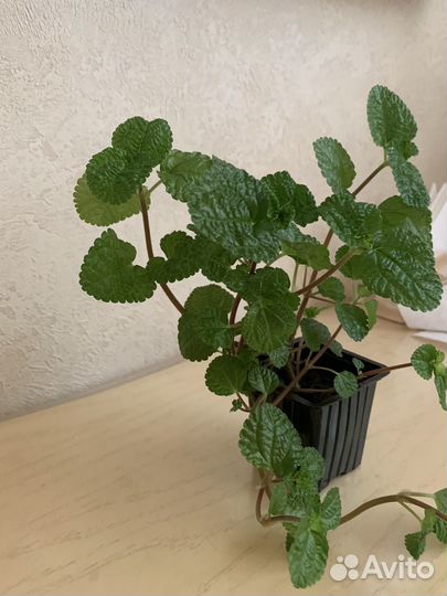 Пилея монетолистная