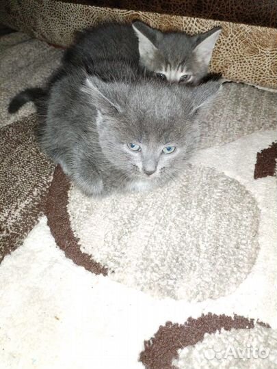 Котята кошечки