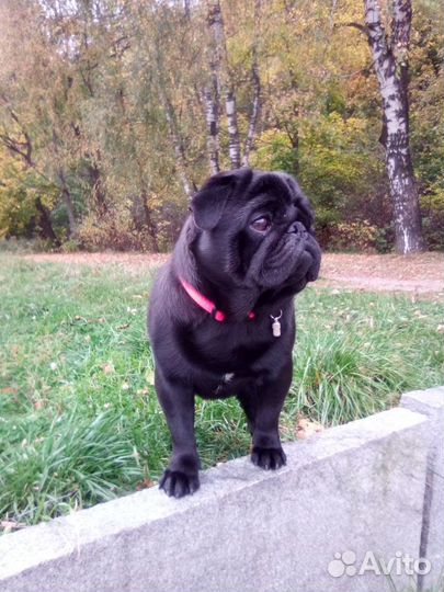 Вязка Мопса в Строгино