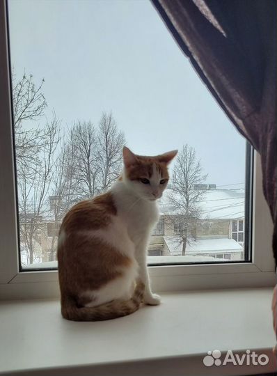 Кошка бело-рыжая