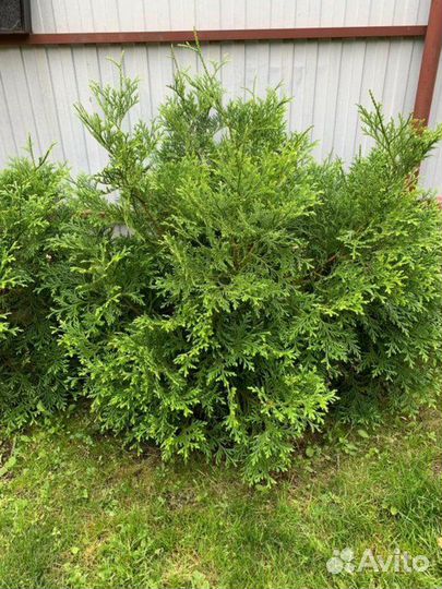 Туевик японский