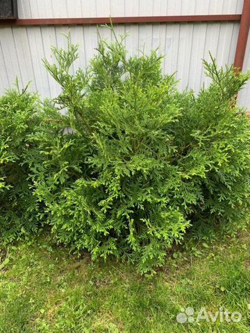 Туевик японский