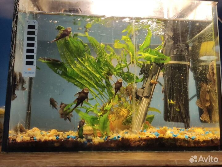 Сомики анциструсы