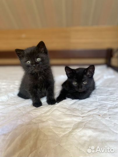 Котёнок пушистик