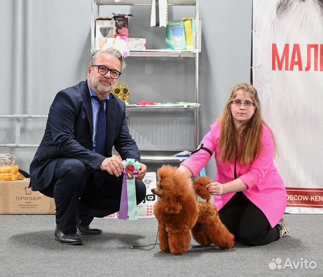 Вязка той пудель красный