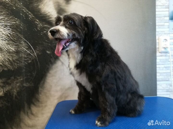 Стрижка животных